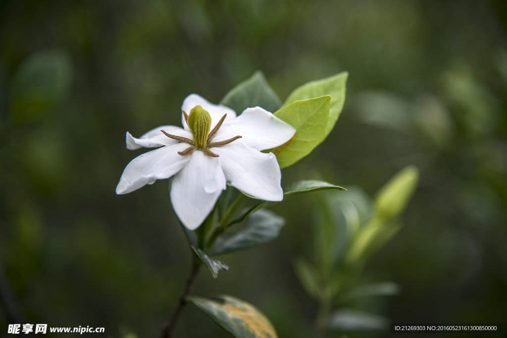 栀子花