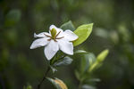 栀子花
