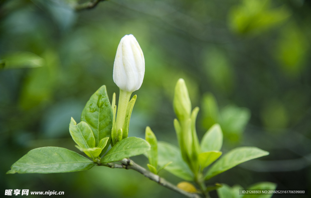 栀子花蕾