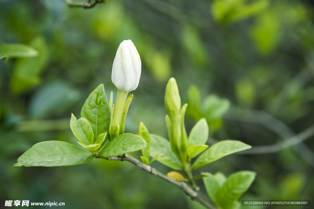 栀子花