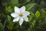 栀子花