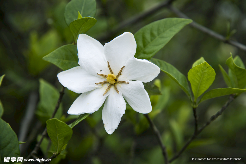 栀子花