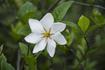 栀子花