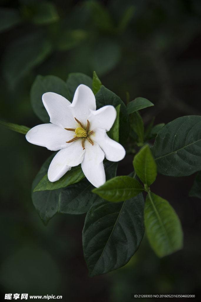 栀子花