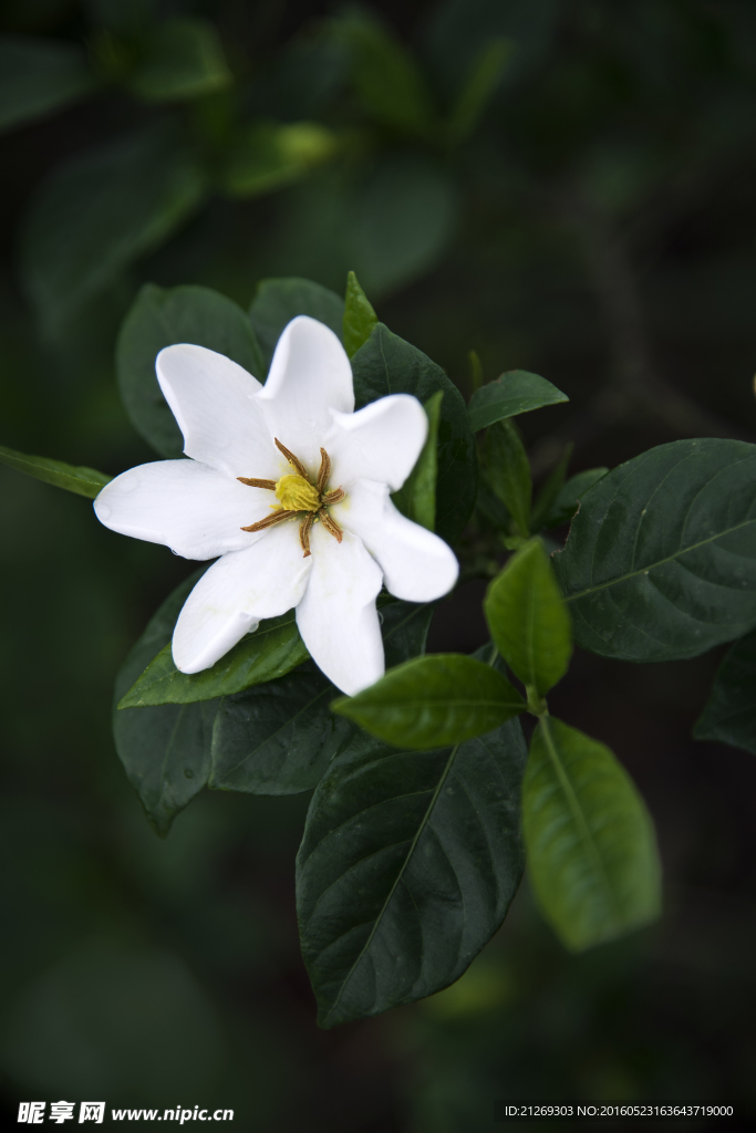栀子花