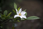 栀子花