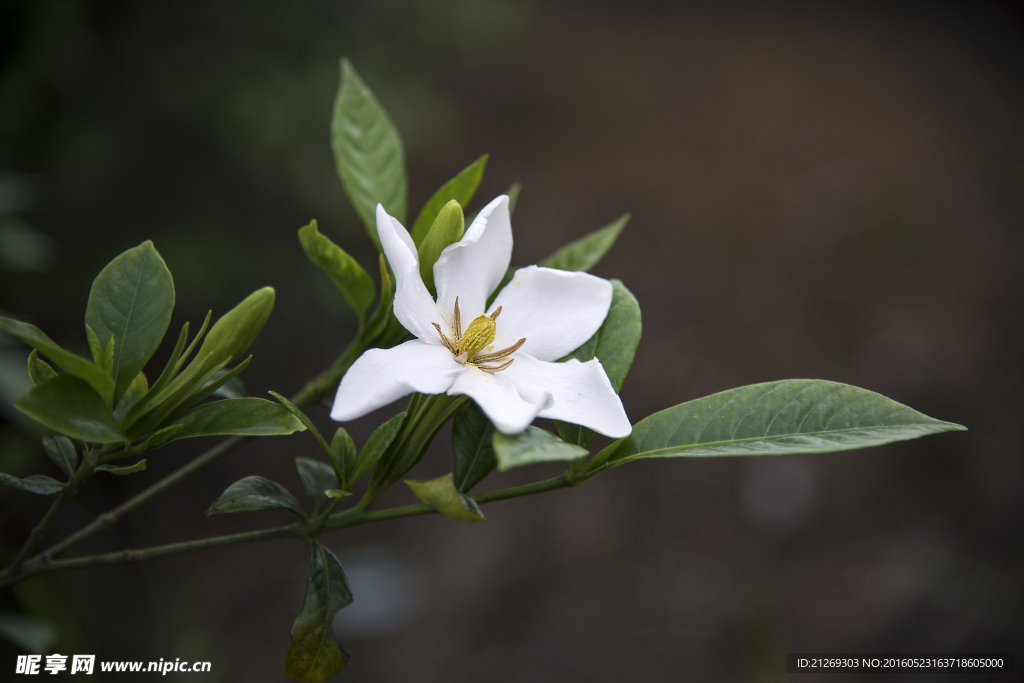 栀子花