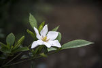 栀子花