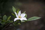栀子花