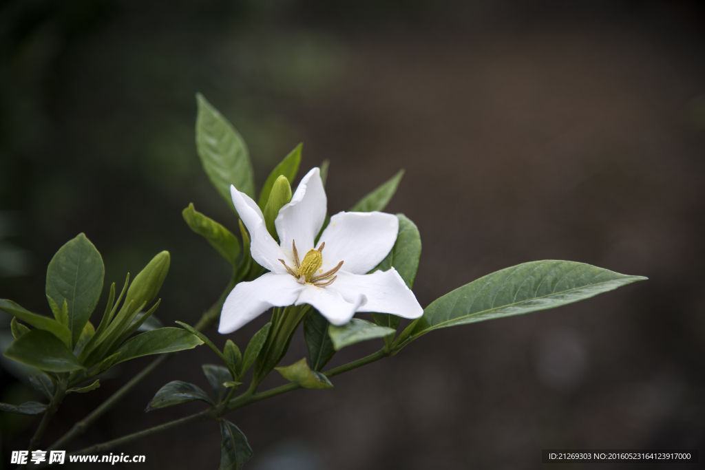 栀子花