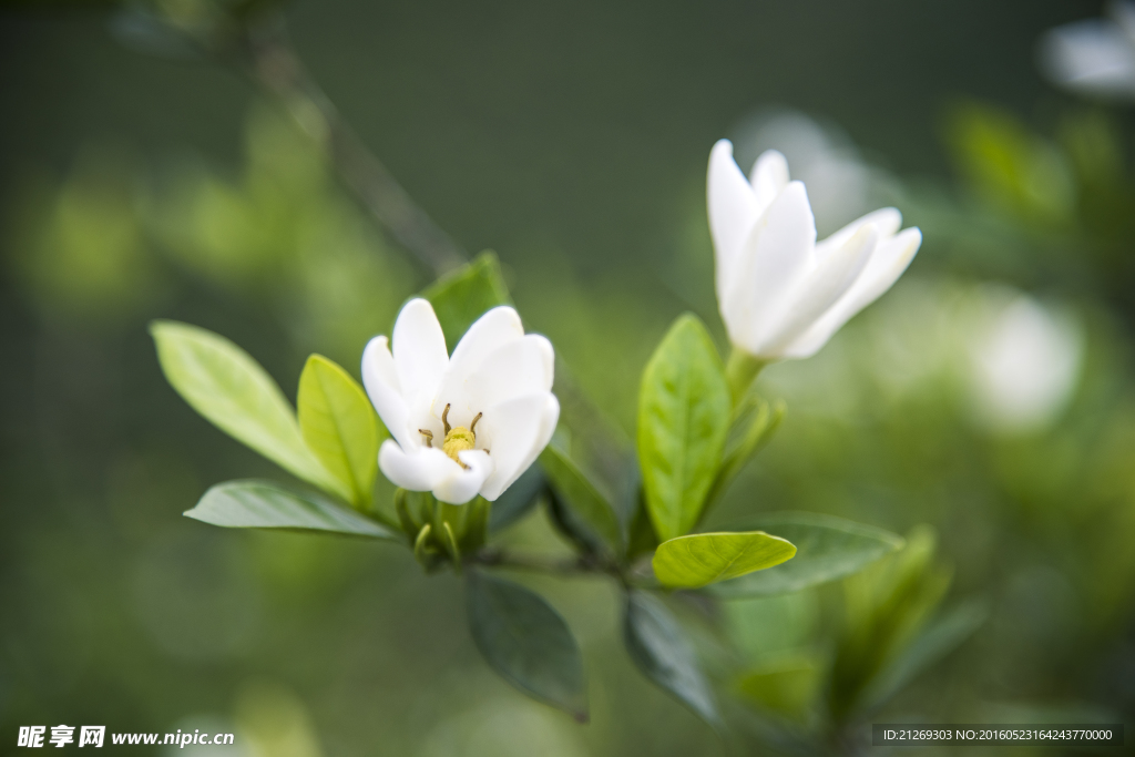 栀子花