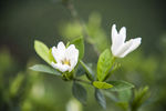 栀子花
