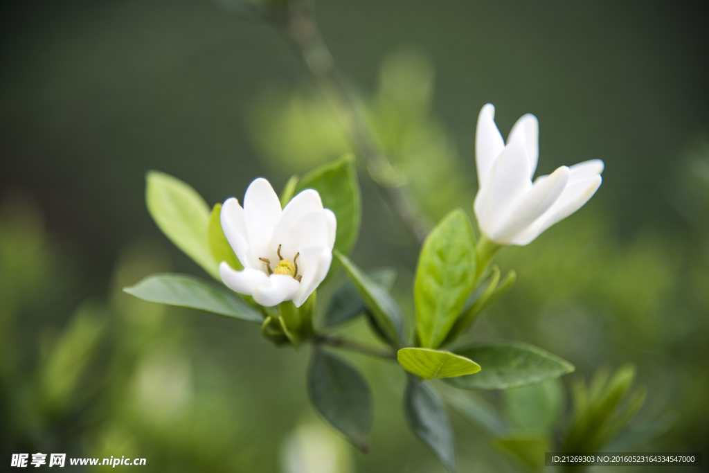 栀子花