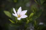 栀子花