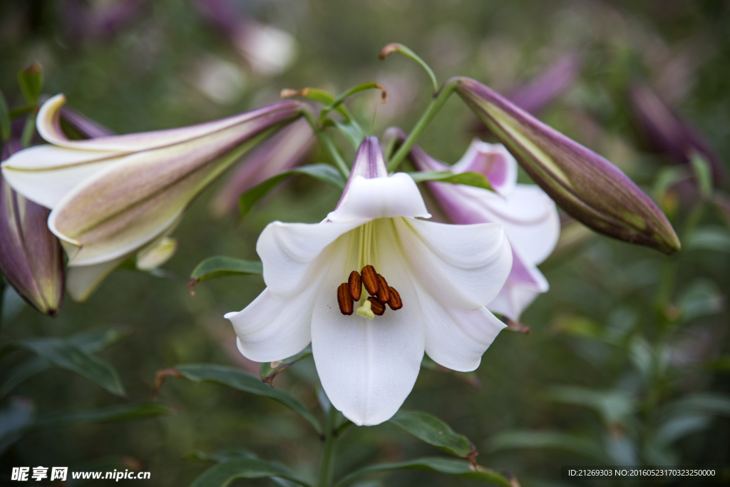 百合花