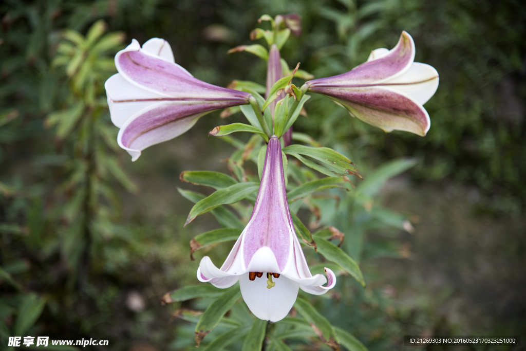 百合花