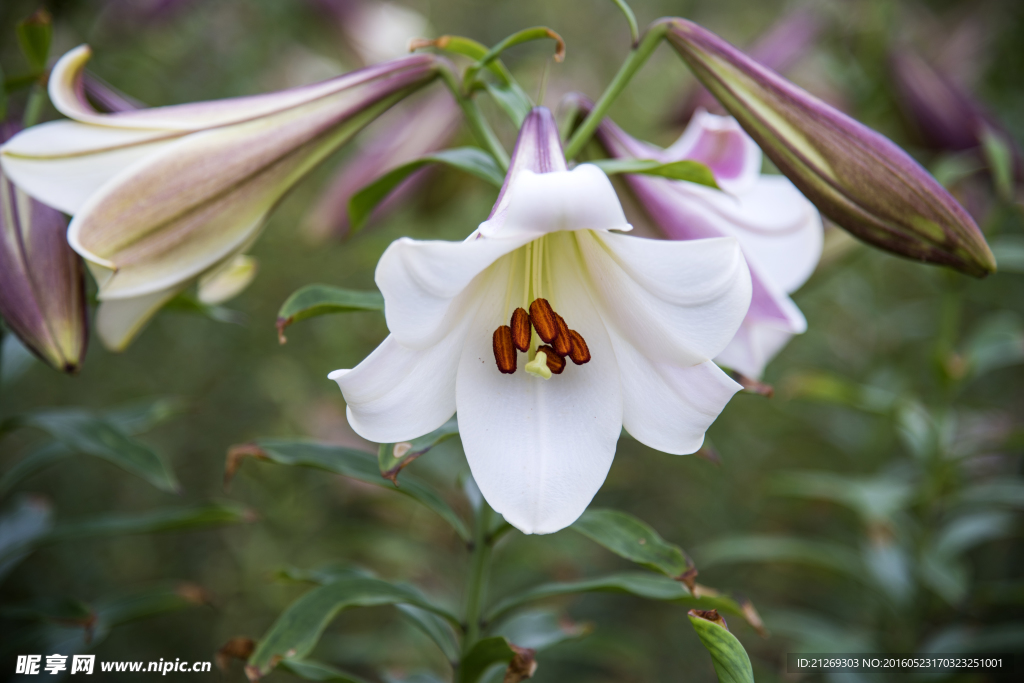 百合花