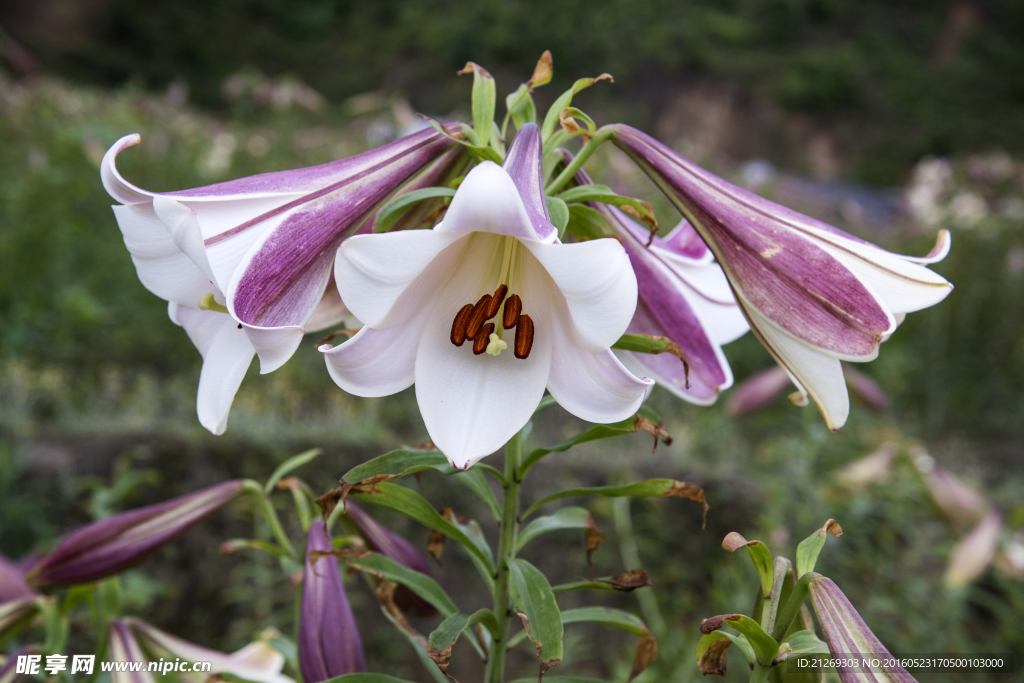 百合花