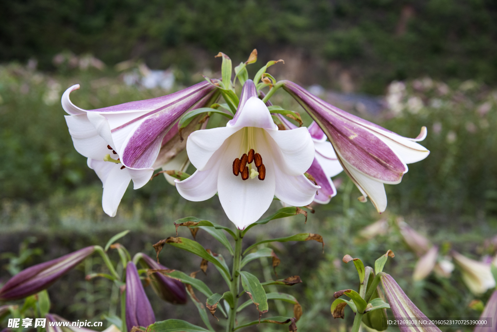 百合花