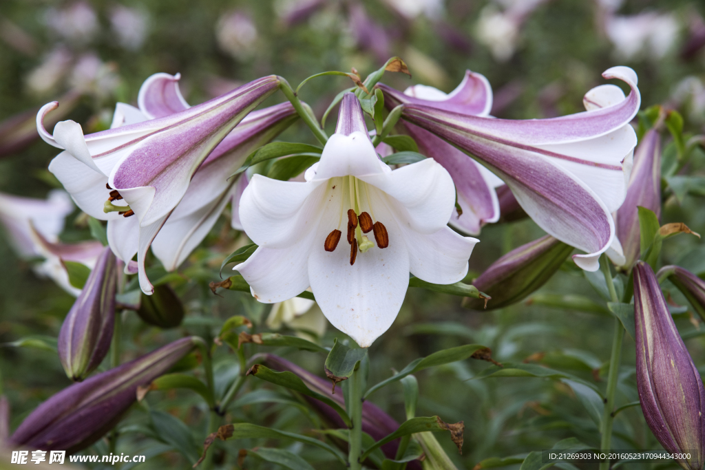 百合花