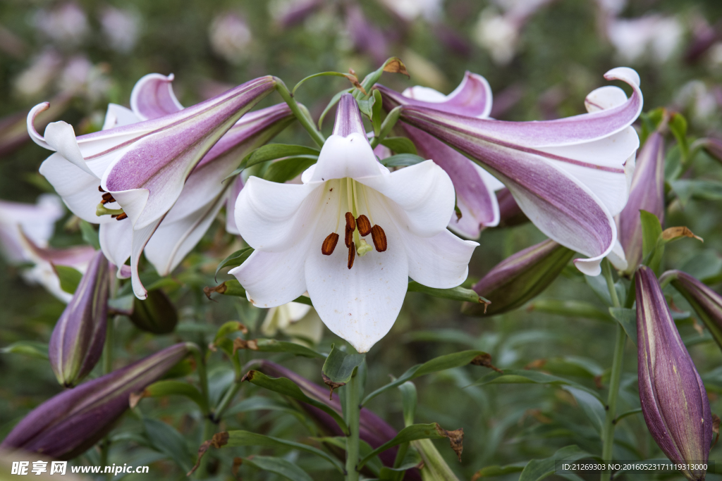 百合花