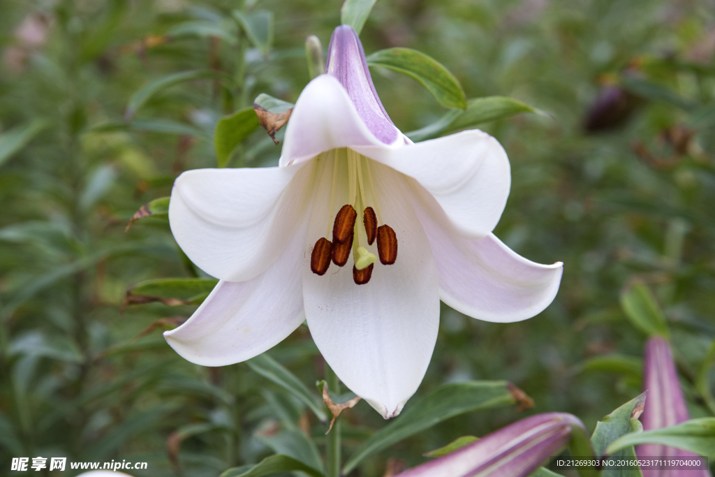 百合花