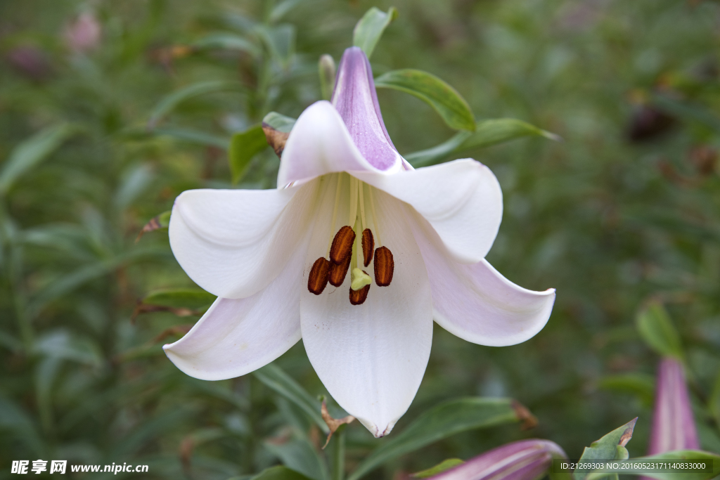 百合花