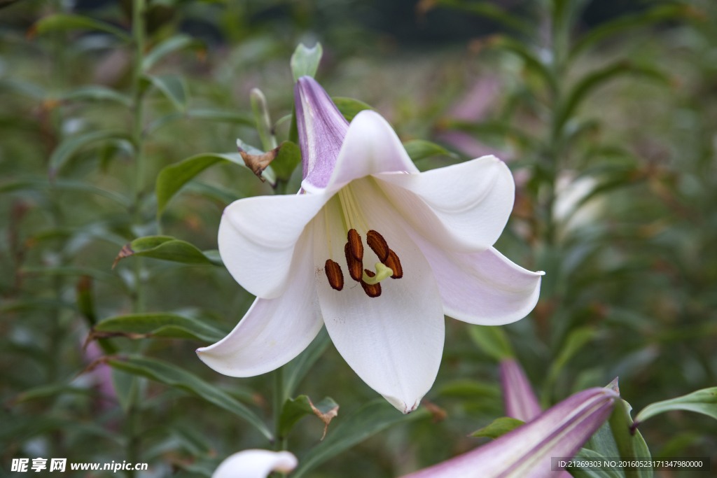 百合花