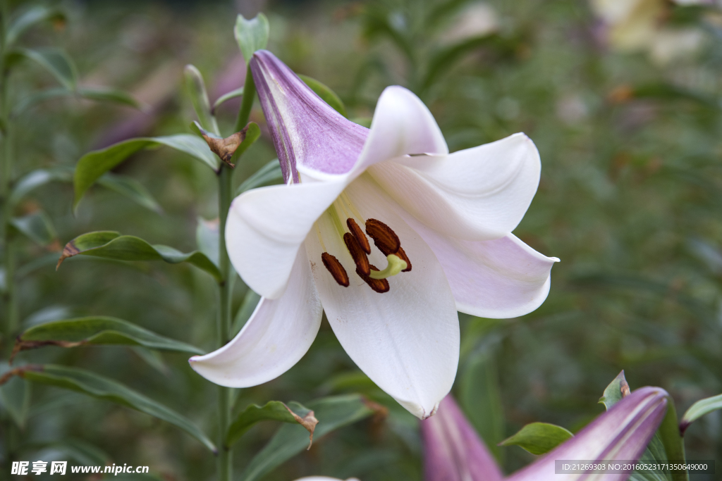 百合花