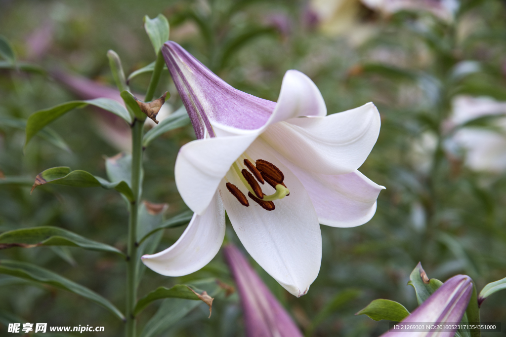 百合花