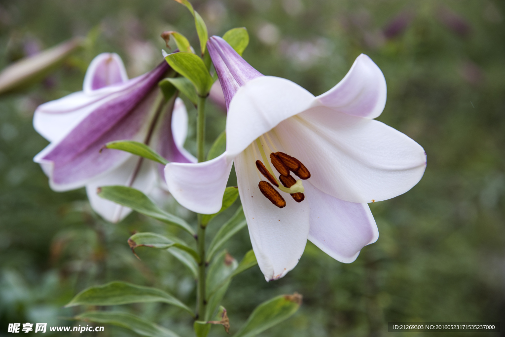 百合花