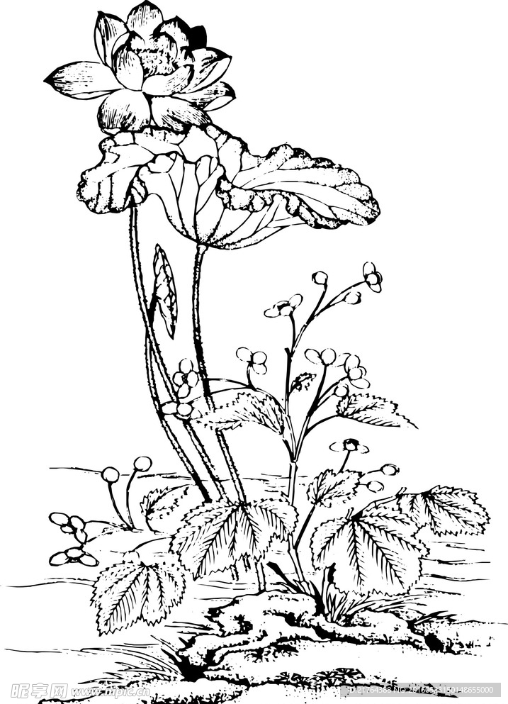莲花