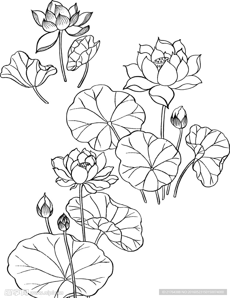 莲花