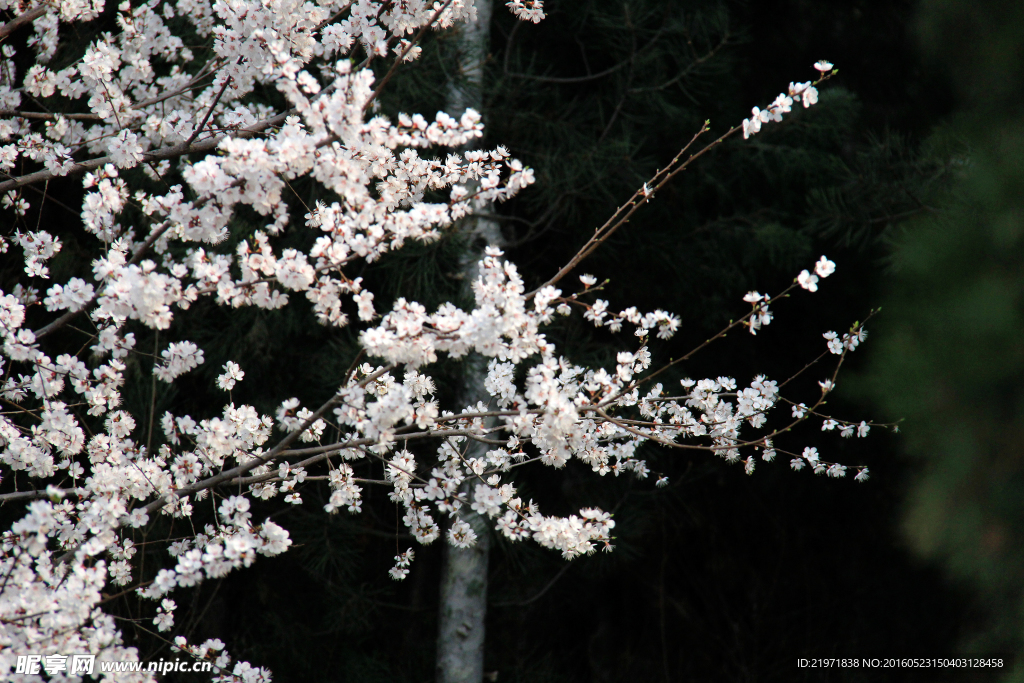 桃花