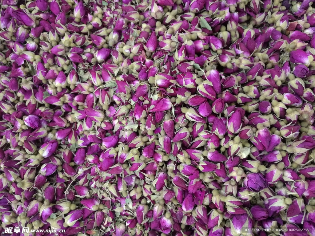 玫瑰花