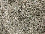 金银花