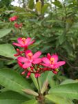 鸡蛋花