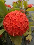 龙船花