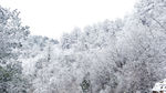 雪景