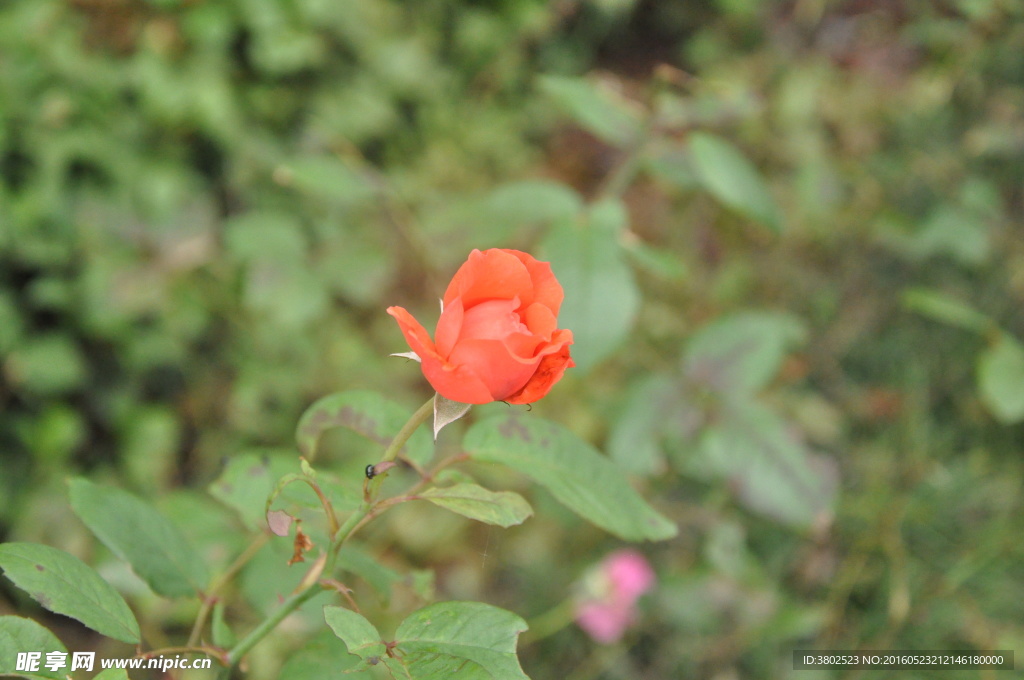 淡红的玫瑰