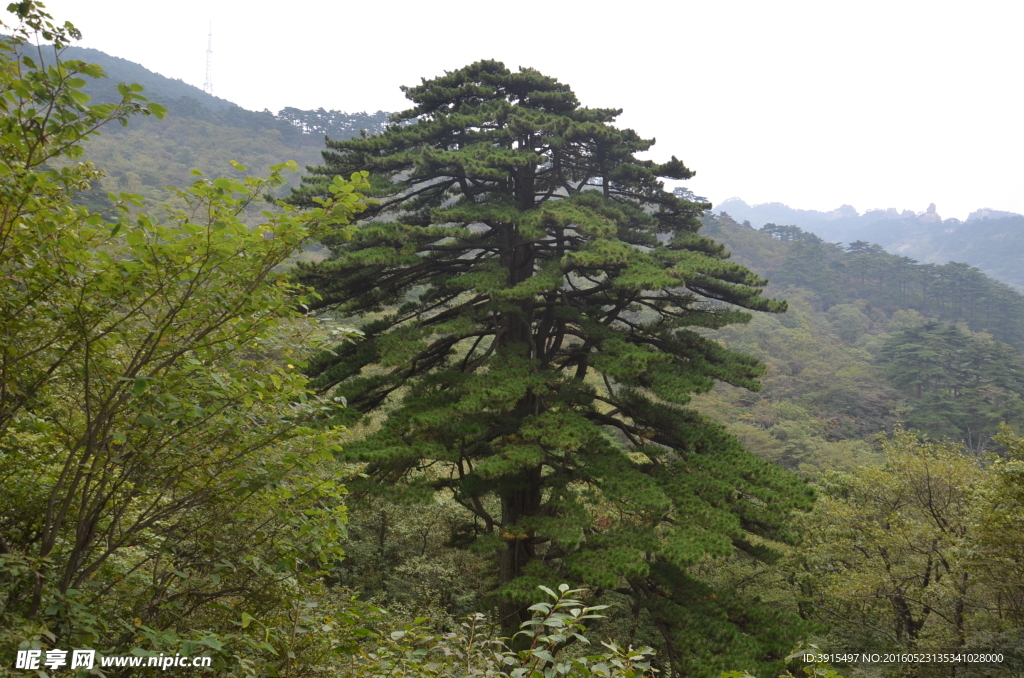 黄山