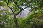 黄山