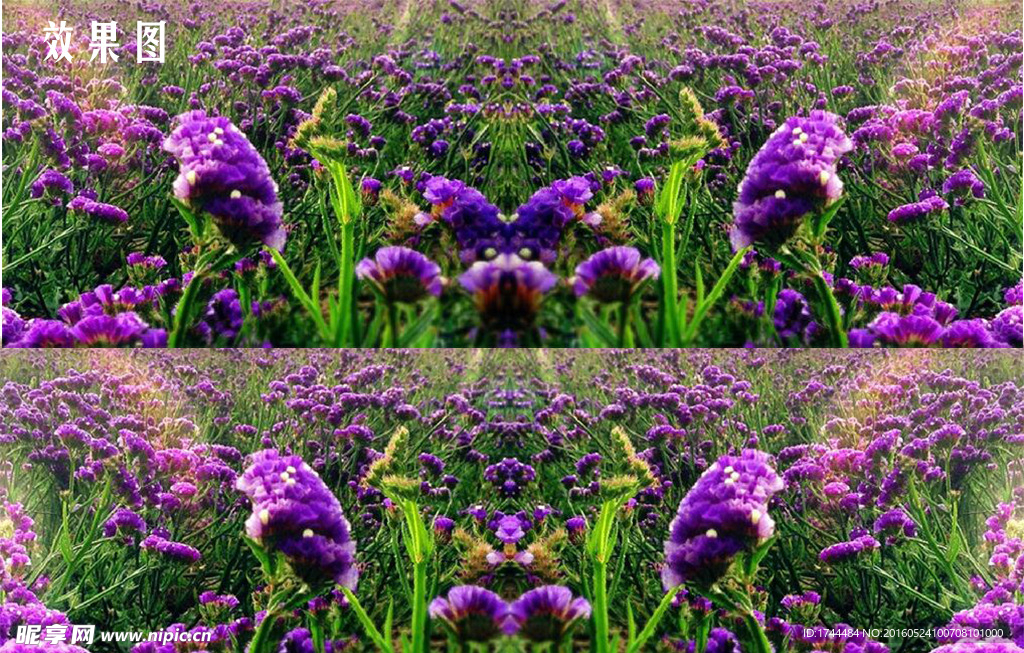紫色花朵视频