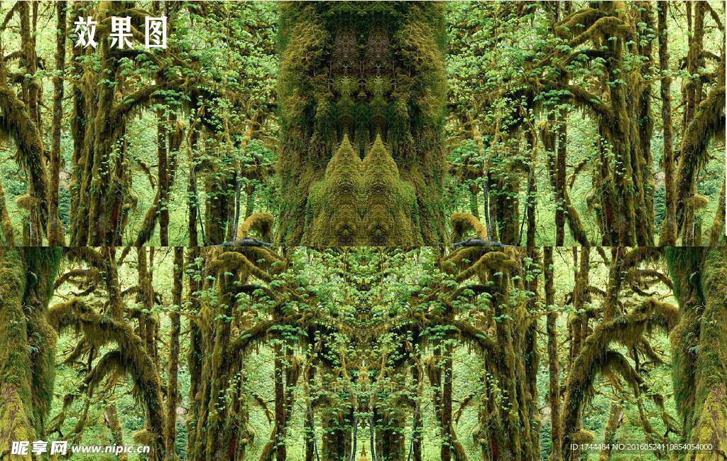 树林里绿苔背景视频