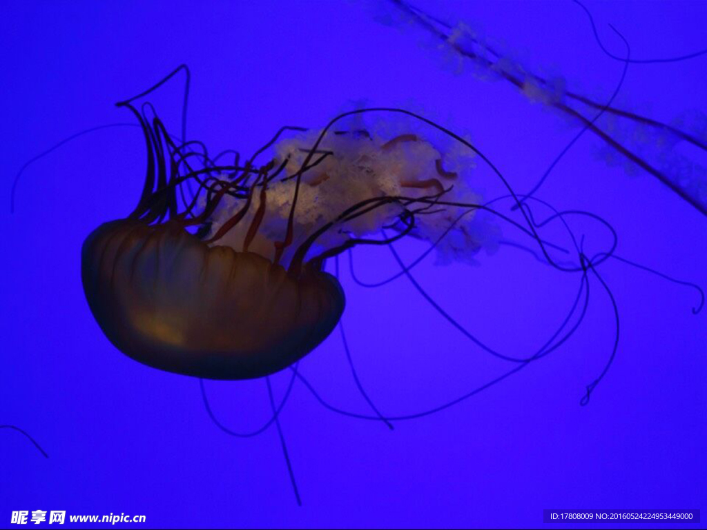 海洋水族馆热带鱼金鱼水母照片