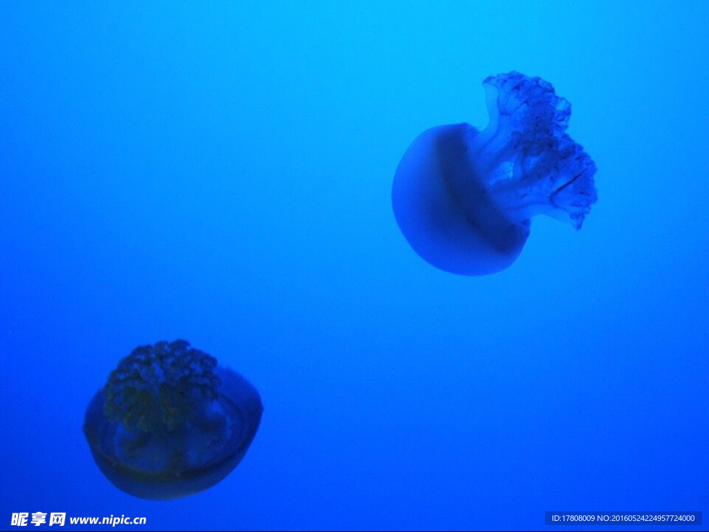 海洋水族馆