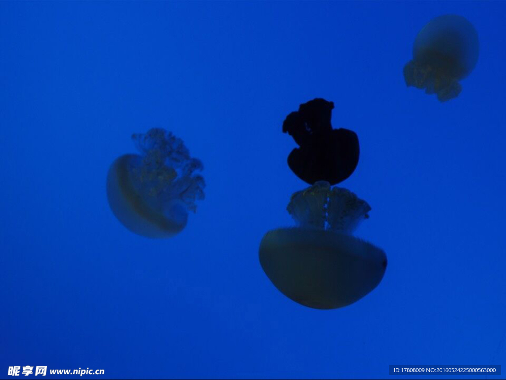 海洋水族馆