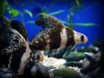 海洋水族馆