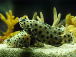 海洋水族馆