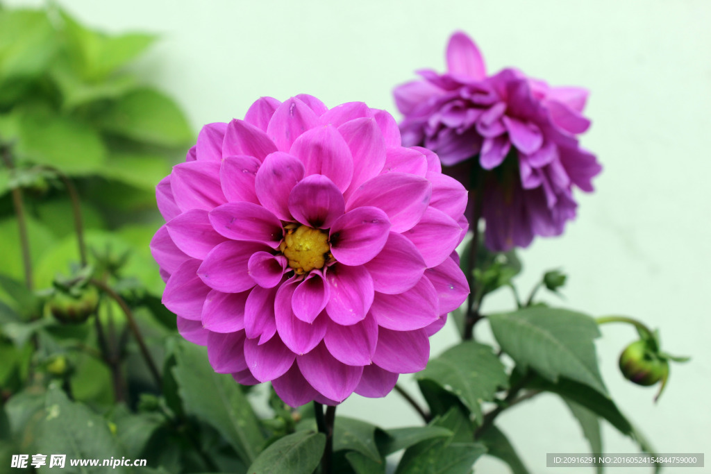 花卉